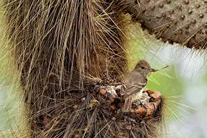 Spike Prints: Galapagos flycatcher (Myiarchus magnirostris)