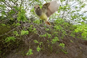 Galapagos flycatcher (Myiarchus magnirostris) in flight, Santiago Island, Galapagos National Park, Galapagos Islands