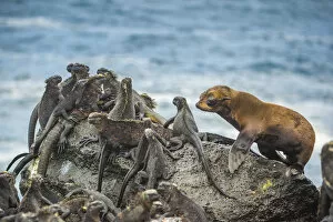 Images Dated 2nd June 2020: Galapagos fur sea (Arctocephalus galapagoensis) pup, curiously approaching group of