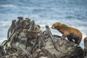 Fernandina Island Prints: Galapagos fur sea (Arctocephalus galapagoensis) pup, curiously approaching group of