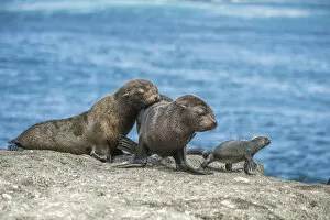 Vulnerable Collection: Galapagos fur seal (Arctocephalus galapagoensis) pups watching Marine iguana