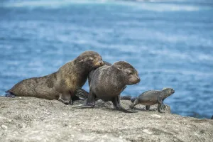 Vulnerable Collection: Galapagos fur seal (Arctocephalus galapagoensis) pups watching Marine iguana