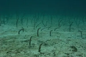 Galapagos garden eels (Heteroconger / Taenioconger klausewitzi) on seabed, Galapagos