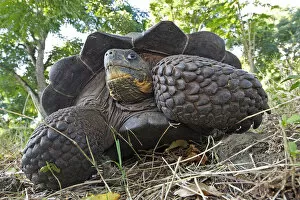 Galapagos giant tortoise (Geochelone nigra porteri), Cerro El Chato, Santa Cruz Island