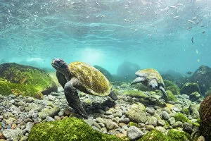 Images Dated 19th March 2020: Galapagos green sea turtles (Chelonia mydas agassizii) feeding on seaweed growing on lava