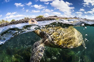 Galapagos green turtle (Chelonia agassizii) surfaces to breathe. Floreana Island