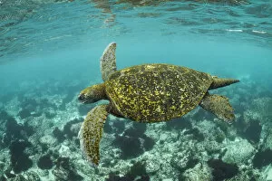 Galapagos green turtle (Chelonia mydas agassizi) swimming in coastal waters of San Cristobal Island