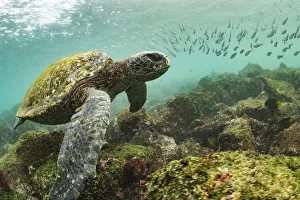Galapagos green turtle (Chelonia mydas agassizi) swimming above sea floor with shoal