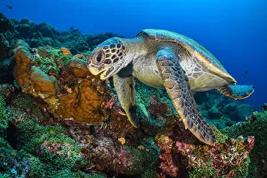 Images Dated 6th May 2018: Galapagos green turtle (Chelonia mydas agassizii) swims over a coral reef. Darwin Island