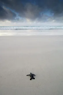 Coasts Prints: Galapagos green turtle hatchling (Chelonia mydas agassisi) heading for the ocean
