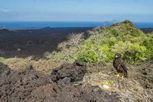 Galapagos hawk (Buteo galapagensis) at nest with landscape