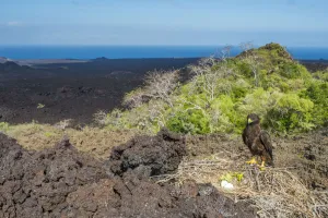 Fernandina Island Prints: Galapagos hawk (Buteo galapagensis) at nest with landscape