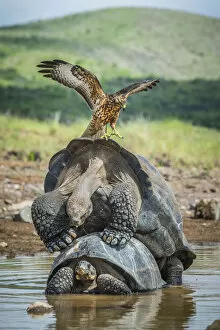 Images Dated 12th June 2020: Galapagos hawk (Buteo galapagoensis) landing on mating pair of Galapagos giant tortoise