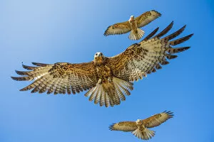 Images Dated 16th June 2020: Galapagos hawk (Buteo galapagoensis) group of three in flight, Alcedo Volcano