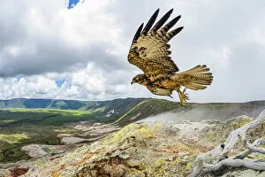 Images Dated 2nd June 2020: Galapagos hawk (Buteo galapagoensis) in flight, Alcedo Volcano, Isabela Island, Galapagos
