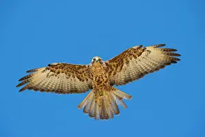 Galapagos Prints: Galapagos hawk (Buteo galapagoensis) in flight against blue sky
