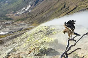Steam Prints: Galapagos hawk (Buteo galapagoensis) perched over sulphurous slope, Galapagos, Ecuador