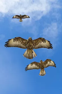 Images Dated 13th February 2015: Galapagos hawks (Buteo galapagoensis) in flight, Galapagos, Ecuador. Vulnerable species