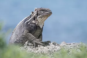 Images Dated 26th May 2015: Galapagos land iguana (Conolophus subcristatus) x Marine iguana (Amblyrhynchus cristatus) hybrid