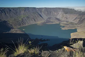 Amblyrhynchus Demarlii Gallery: Galapagos land iguana (Conolophus subcristatus) and landscape of Fernandina Volcano