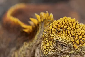 Galapagos land iguana (Conolophus subcristatus)a┬Ç┼ía┬Ç┼í close up of eye and skin
