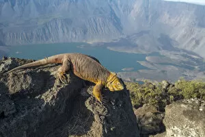 Amblyrhynchus Subcristatus Gallery: Galapagos land iguana (Conolophus subcristatus) near the summit of Volcan La Cumbre