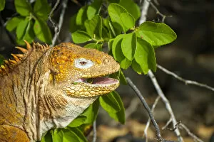 Amblyrhynchus Demarlii Gallery: Galapagos land iguana (Conolophus subcristatus) recently reintroduced to Santiago island