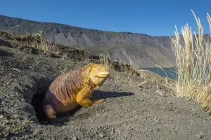 Galapagos land iguana (Conolophus subcristatus) at burrow, Caldera floor