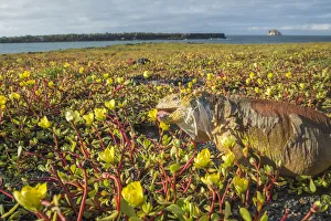 Galapagos land iguana (Conolophus subcristatus) feeding on coastal Portulaca plants