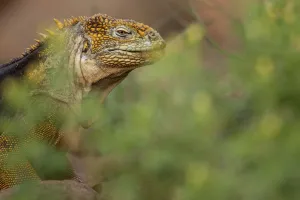 Amblyrhynchus Demarlii Prints: Galapagos land iguana (Conolophus subcristatus) portrait, North Seymour Island, Galapagos
