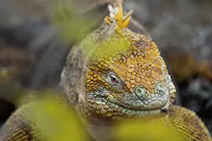 Amblyrhynchus Demarlii Prints: Galapagos land iguana (Conolophus subcristatus) portrait