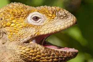 Galapagos land iguana (Conolophus subcristatus) portrait with mouth open, Galapagos