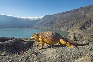 Galapagos land iguana (Conolophus subcristatus) and volcanic landscape, Caldera floor