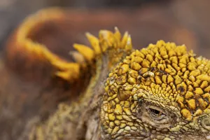 Spike Prints: Galapagos land iguana (Conolophus subcristatus)a┼ía┼í close up of eye and skin