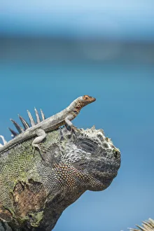 Fernandina Island Prints: Galapagos lava lizard (Microlophus albemarlensis) on head of Marine iguana