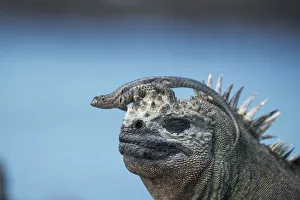 Miispecies Prints: Galapagos lava lizard (Microlophus albemarlensis) sitting on Marine iguana (Amblyrhynchus