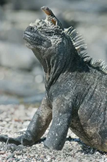 Fernandina Island Prints: Galapagos Marine Iguana (Amblyrhynchus cristatus) with Lava Lizard (Trpoidurus) on head