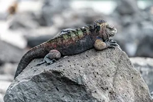 Galapagos Prints: Galapagos marine iguana (Amblyrhynchus cristatus) resting on a rock