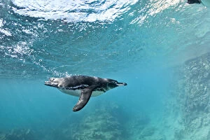 Penguins Collection: Galapagos penguin (Spheniscus mendiculus) underwater, Bartholome Island, Galapagos Islands