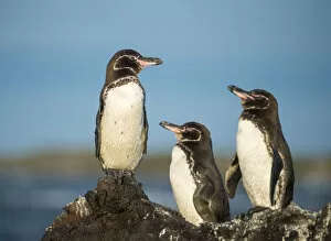 Images Dated 28th October 2015: Galapagos penguin (Spheniscus mendiculus) Isla Tortuga, Isabela Island, Galapagos