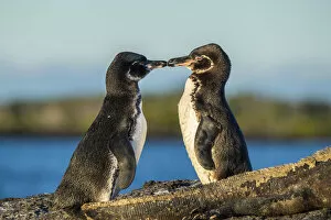 August 2021 Highlights Gallery: Galapagos penguin (Spheniscus mendiculus), pair courting, Isabela Island