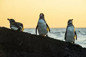 Galapagos penguin (Spheniscus mendiculus) roosting on rocks in late afternoon