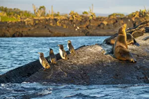 Images Dated 27th November 2021: Galapagos penguin (Spheniscus mendiculus), Galapagos sea lion (Zalophus wollebaeki)