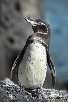 Penguin Prints: Galapagos penguin (Spheniscus mendiculus) Caleta Iguana, Isabela Island, Galapagos