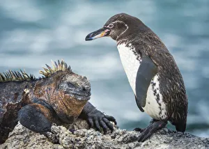 Oreocephalus Cristatus Prints: Galapagos penguin (Spheniscus mendiculus) and Marine iguana (Amblyrhynchus cristatus