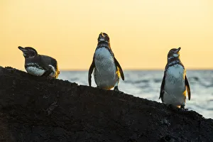Three Prints: Galapagos penguin (Spheniscus mendiculus) roosting on rocks in late afternoon