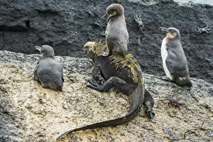 Images Dated 16th June 2020: Galapagos penguins (Spheniscus mendiculus) with one sitting on a Marine iguana