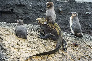 Galapagos penguins (Spheniscus mendiculus) with one sitting on a Marine iguana