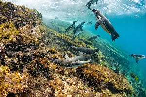 Galapagos penguins (Spheniscus mendiculus) swimming underwater, Tagus Cove