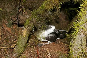 Galapagos Petrel (Pterodroma phaeopygia) on debris from nesting hole